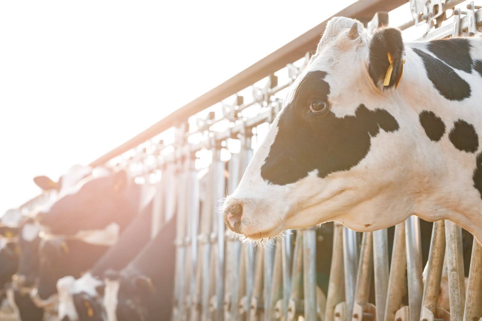 Holstein cow stands at a metal fence, bathed in soft sunlight. Other cows are in the background, creating a calm farm setting.